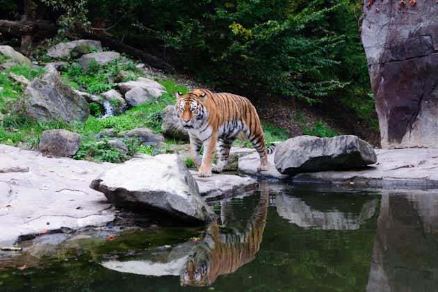 Photo of Tiger Reflection in water, India Gir/Bengal tiger in Zurich zoo Switzerland.