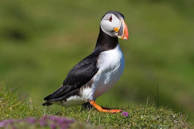 Puffin and Volcano Tour in Vestmannaeyjar - Guided by Ebbi