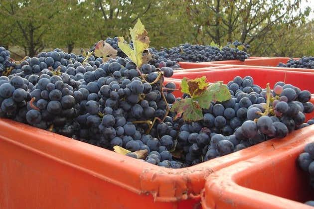 Lambrusco making: visite des vignobles
