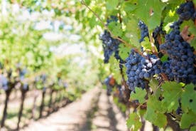 Guidat besök på vingården med vinprovning
