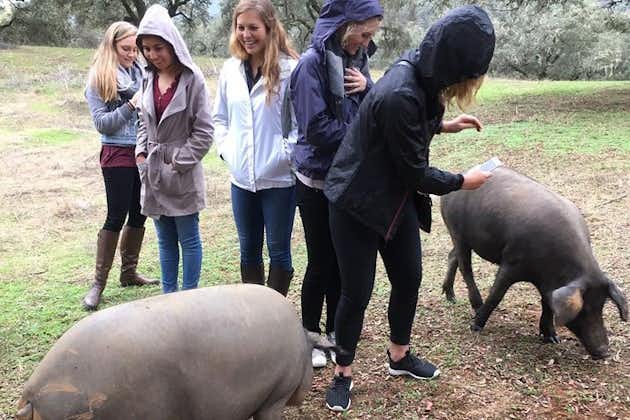 Van Sevilla: Pig Farm privédagtour en bezoek aan oude dorpen