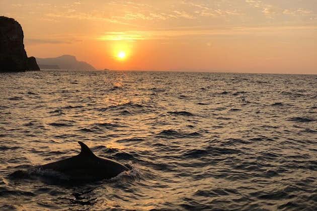 3-Hour Small-Group Dolphin Cruise in Cala Ratjada
