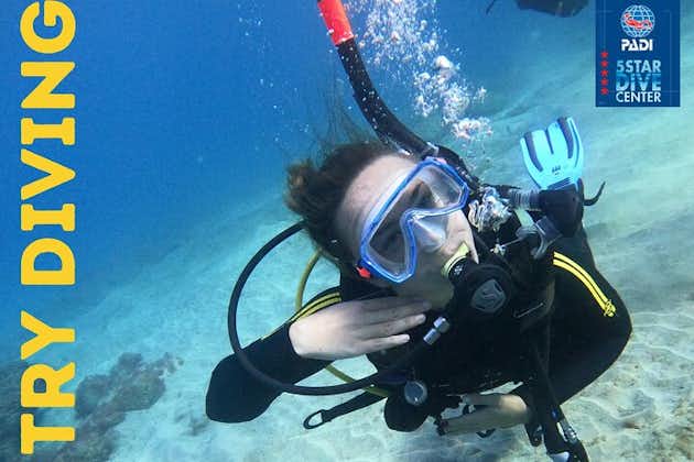 在阿德赫海岸的海龟区为初学者提供水肺潜水