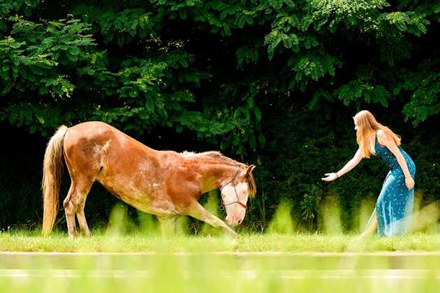 Séance photo professionnelle avec des chevaux ordinaires et délicats