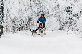 Apukka Husky Adventure in Rovaniemi