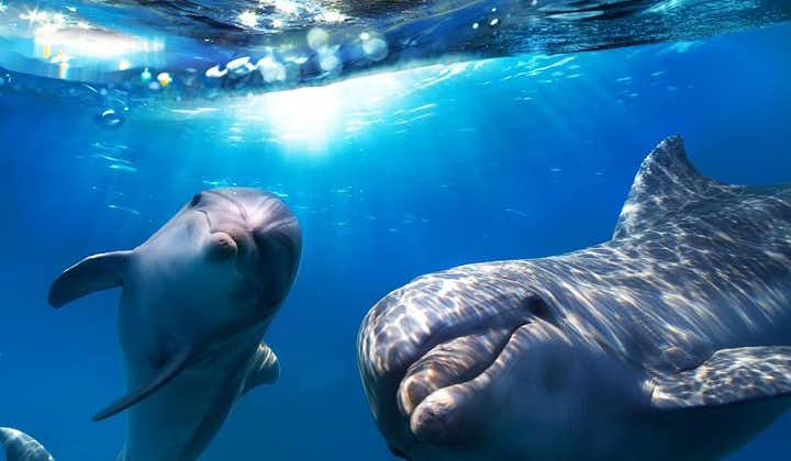 在大加那利岛观看2小时海豚和鲸鱼