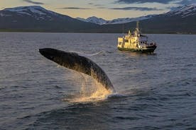 Avistamiento de ballenas desde el corazón de Akureyri