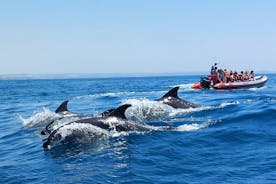 Delfiner og Benagil-huler fra Albufeira - Allboat