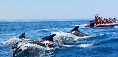 Delfiinit ja Benagilin luolat Albufeirasta - Allboat
