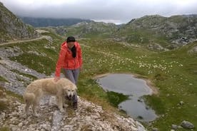 Durmitor NP privat rundtur - bland Katuns, herdar och geologiska mirakel