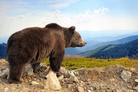 Bear Sanctuary och Bran Castle med en professionell licensierad guide — dagsutflykt