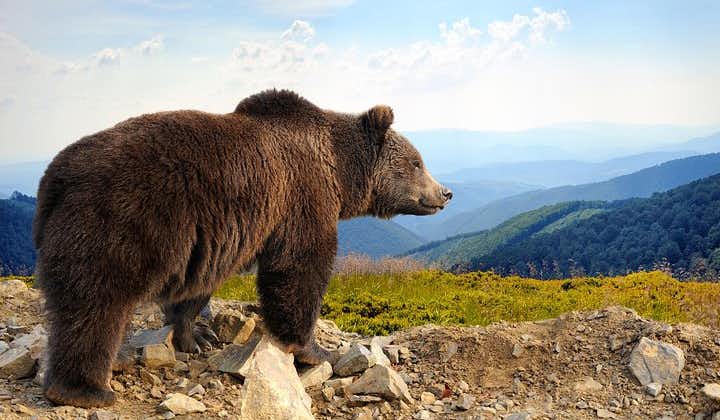 熊保护区和布兰城堡，带专业许可的一日游