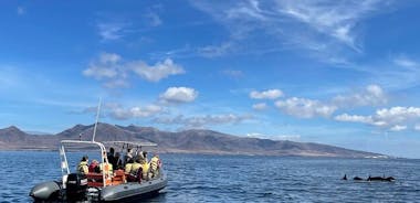 Fuerteventura: 1,5-stündige Delfin- und Walbeobachtungstour