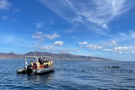 1,5 timmars utflykt för att se delfiner och valar på Fuerteventura