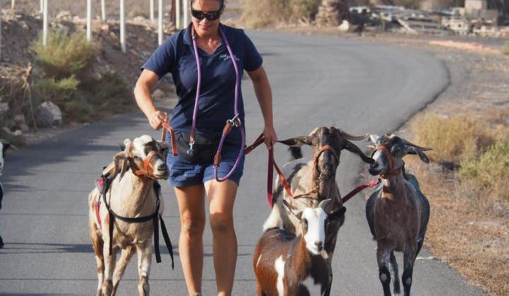 Goat trekking Fuerteventura