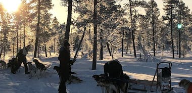 Sit Down Husky Ride Hundeslædetur i Kiruna