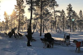 Paseo en trineo tirado por perros con Husky Ride en Kiruna