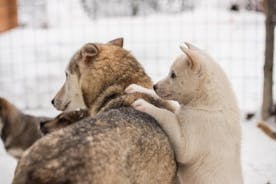 Sortie en traîneau tiré par des huskies en Laponie au départ de Saariselkä