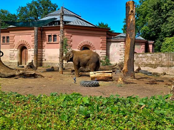 Photo of an elephant is playing in the Ostrava Zoo, Czech.