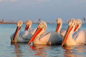 Viagem de observação de pássaros de dois dias: Cape Kaliakra & Srebarna Lake