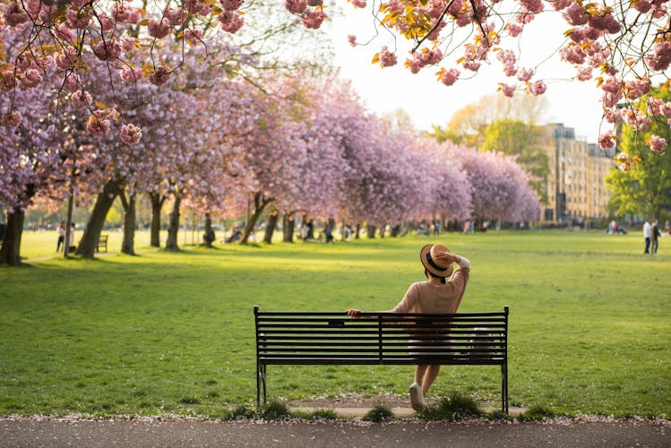 Photo of tourist woman overlooking pink Cherry Blossom trees in a sunny Spring day in the Meadows Park, Edinburgh, Scotland, UK.