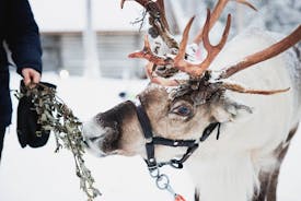 Husky- og reinsdyrfarmsbesøk med snøscooterkjøring