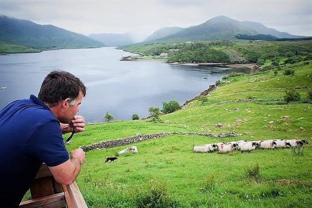 Visite la granja tradicional de ovejas y la demostración de perros pastores. Galway Guiado. 1 ½ horas.