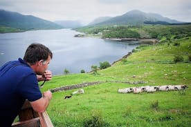 Besök traditionell arbetande fårfarm och fårhundsdemo. Galway. Guidad. 1½ timme.