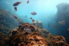 在亚速尔群岛浮潜野生动物，特塞拉岛 |海洋情感