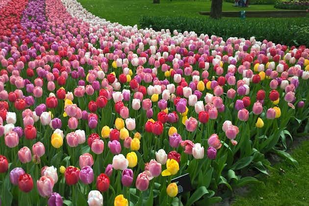 Tour para grupos pequeños de tulipanes y molinos de viento de Keukenhof desde Ámsterdam