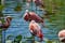 Photo of Pink flamingos in the water in the zoo of Basel, Switzerland.