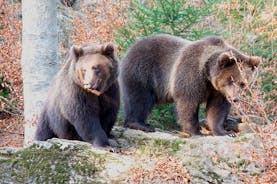 Bearwatching vandreturstur i High Tatras fra Poprad