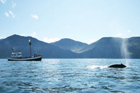 Avistamiento de ballenas y frailecillos a bordo de un barco de vela tradicional de roble desde Husavik