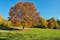 photo of view of Beech tree (Fagus) in the autumnal Ostpark, Munich, Bavaria, Germany, Europe,Munich Germany.