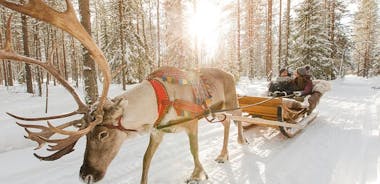 Lapplands ren och Husky Safari från Rovaniemi