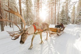 로바니에미의 Lapland Reindeer와 Husky Safari