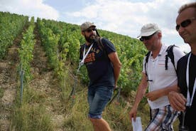 Passeggia nel cuore delle viti con degustazione di champagne vicino a Epernay