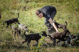 Experiencia de entrenamiento de cachorros en una granja de huskies en Tromsø