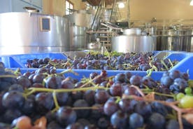 Vino Venture: Utforska med en lokal - Troodosbergen genom vin!