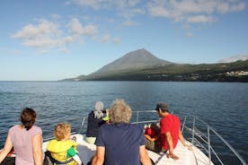 Wal- und Delfinbeobachtung auf der Insel Pico - halber Tag