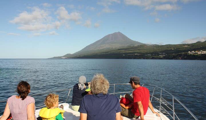 Walvissen en dolfijnen spotten op het eiland Pico - halve dag