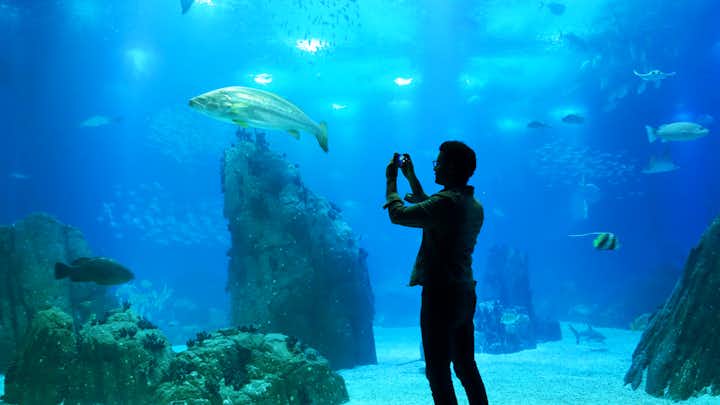 Photo of Silhouette of a man looking at the big aquarium in Lisbon oceanarium, Portugal.