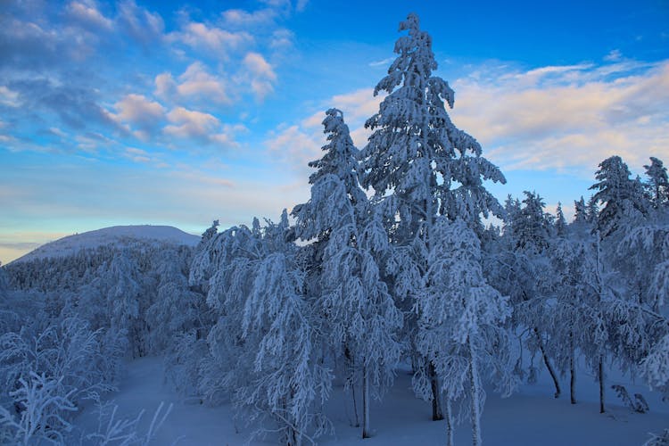 Photo of frozen and snow covered trees in Lapland during winter time, Kolari.