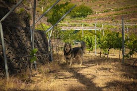 Besøk til en fjellvingård i Arafo og økologisk vinsmaking