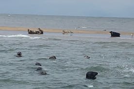 Scroby Sands zeehonden kijken