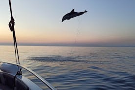 Sunrise Dolphin Watching with Drinks in Rovinj