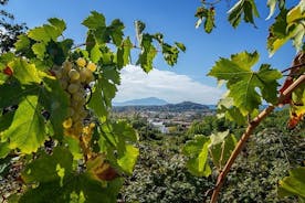 Vineyard experience in Pozzuoli