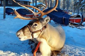 Arctic Reindeer Farm & Husky Safari + Aurora BBQ Tour!