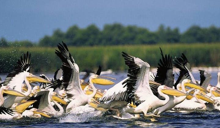 Danube Delta Private Day Tour from Bucharest