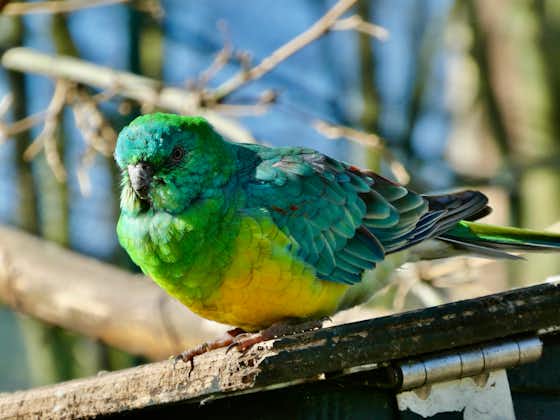 photo of Orange-bellied Parrot on a roof in Kasteelpark Born in Born, the Netherlands.